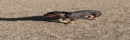 American Bully dogs for sale: American Bully 2 - Ad 4