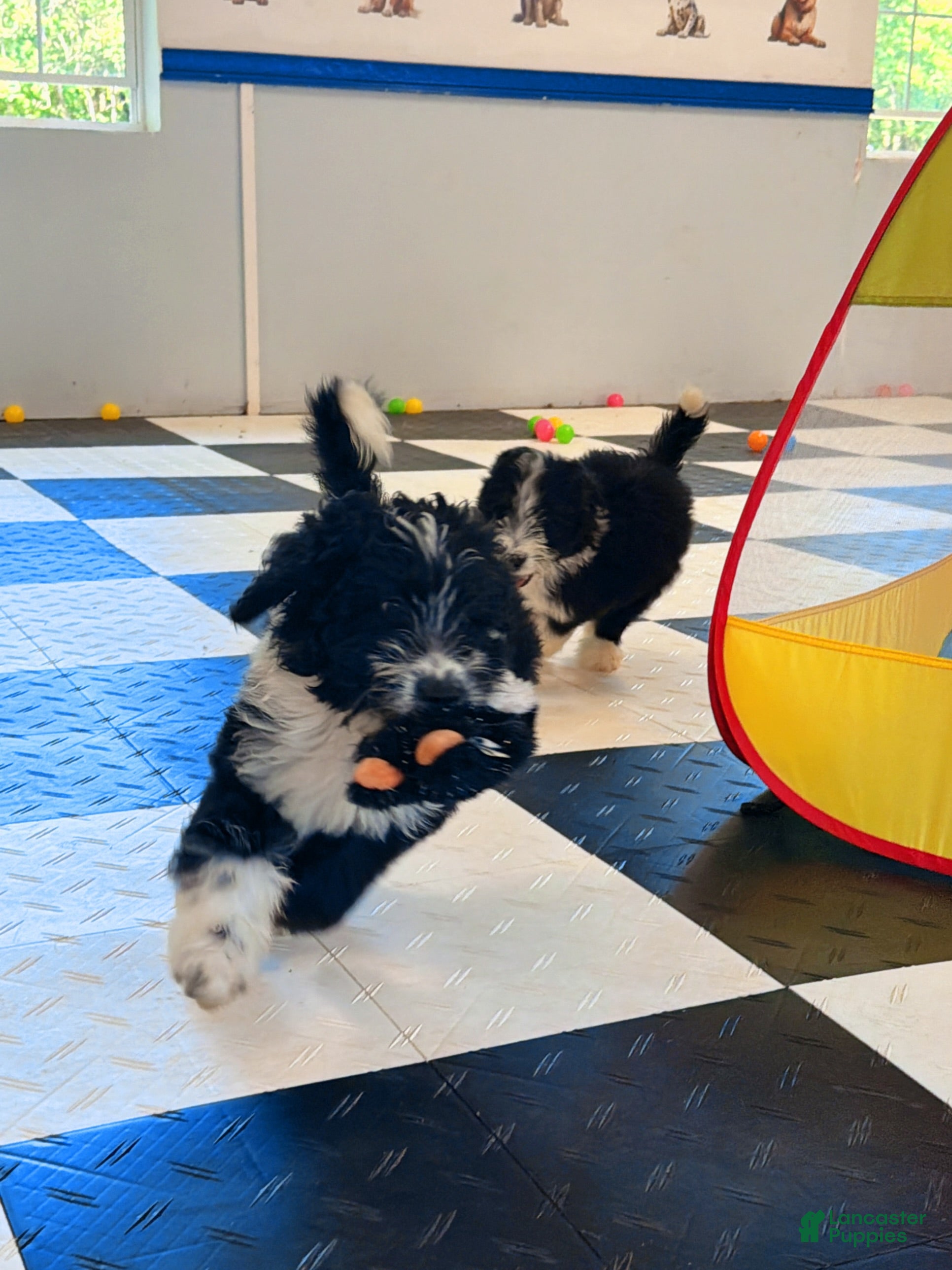 Aussiedoodle dogs Midnight - Ad 1
