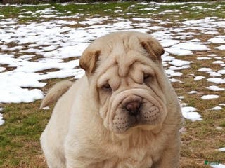 Shar Pei dogs Flurries mini - Ad 8
