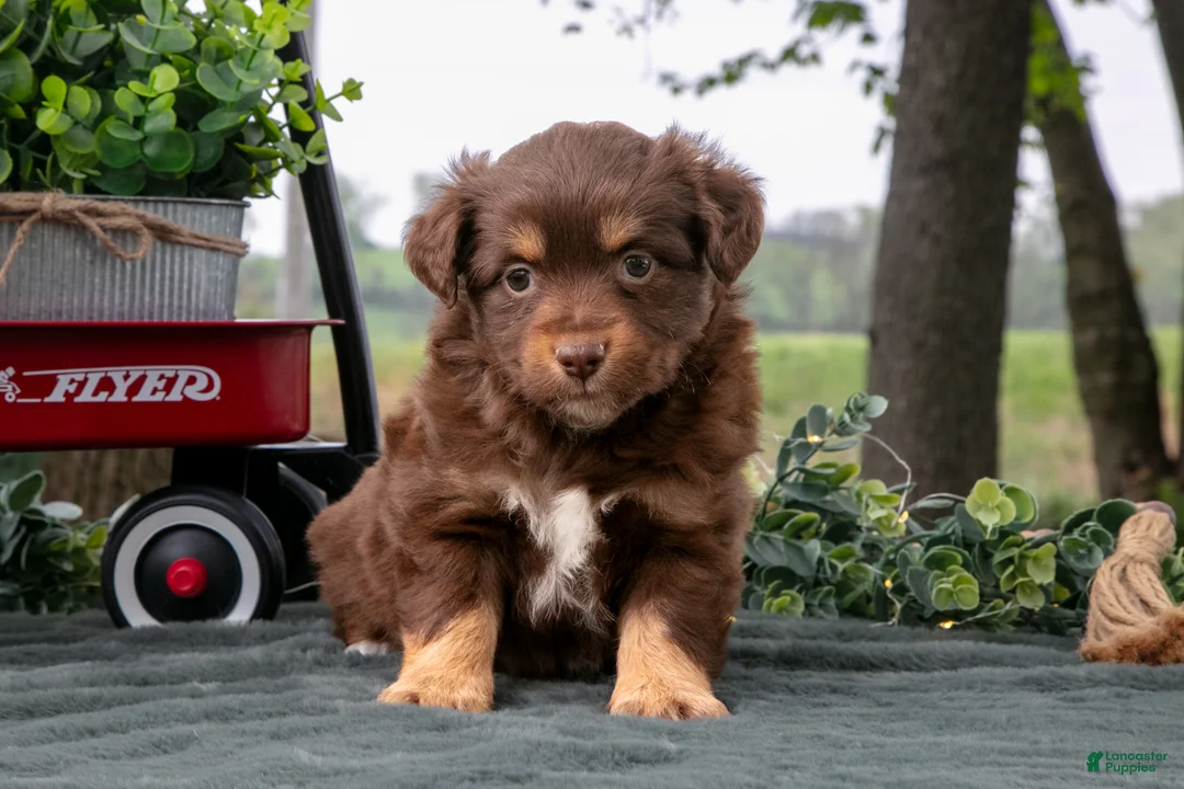 Miniature Australian Shepherd dogs for sale: Candy - Ad 1