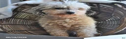 Shihpoo dogs for sale: Skye - Ad 5