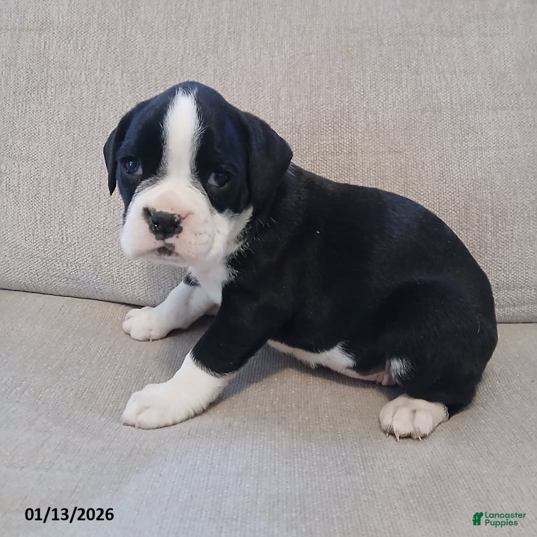 Boxer dogs for sale: Ashley - Ad 2