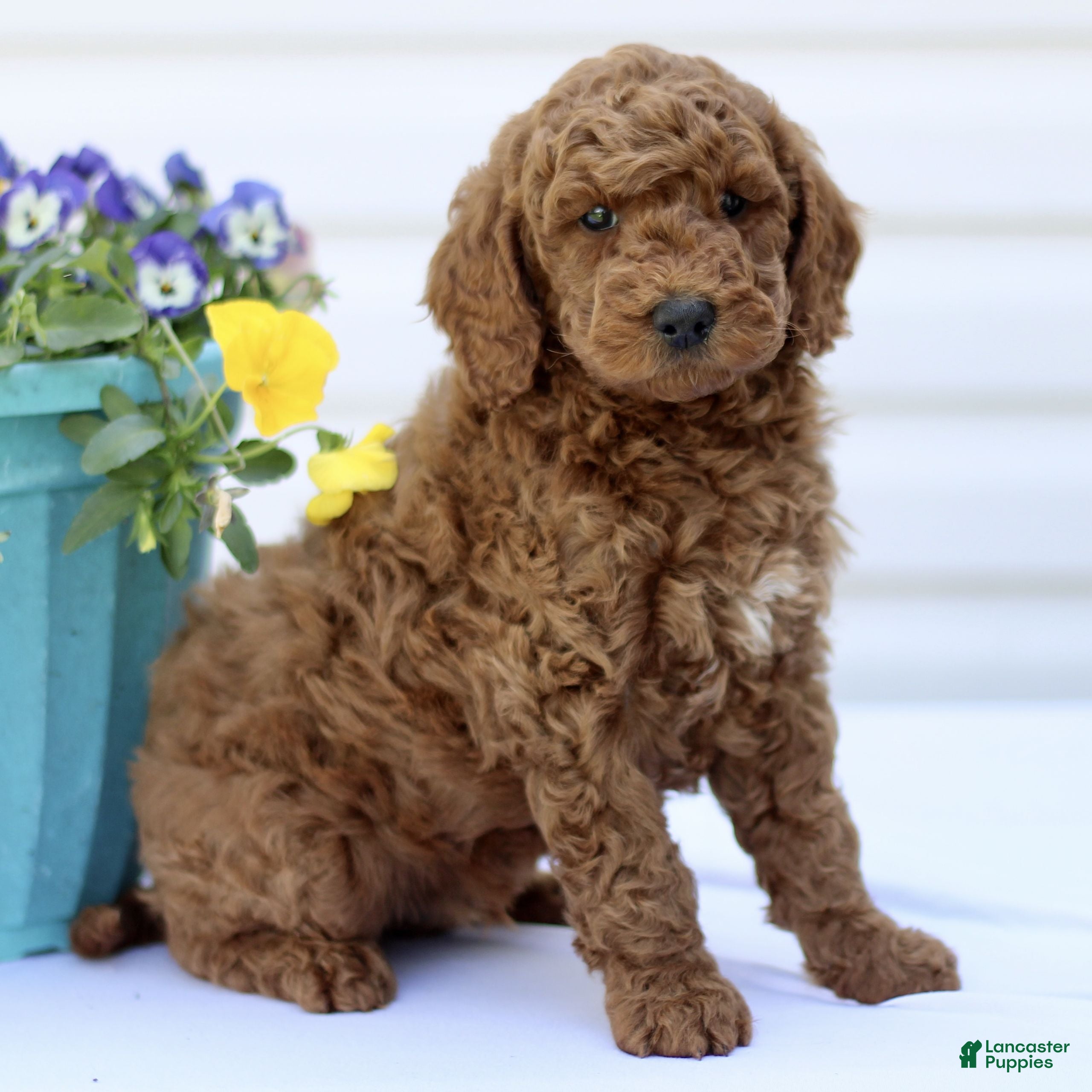 Mini Goldendoodle dogs Sam  - Ad 1