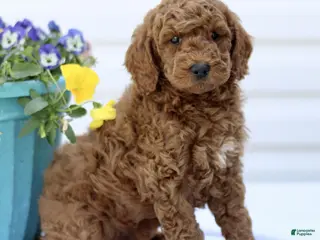 Mini Goldendoodle dogs for sale: Sam - Ad 2