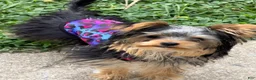 Yorkshire Terrier dogs for sale: Yorkie (teacup) - Ad 3