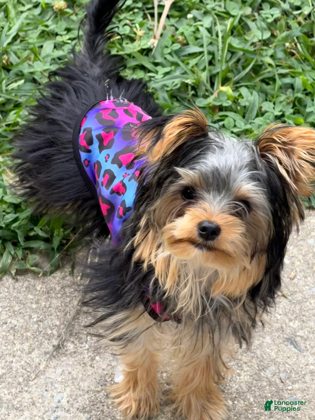 Yorkshire Terrier dogs for sale: Yorkie (teacup) - Ad 3