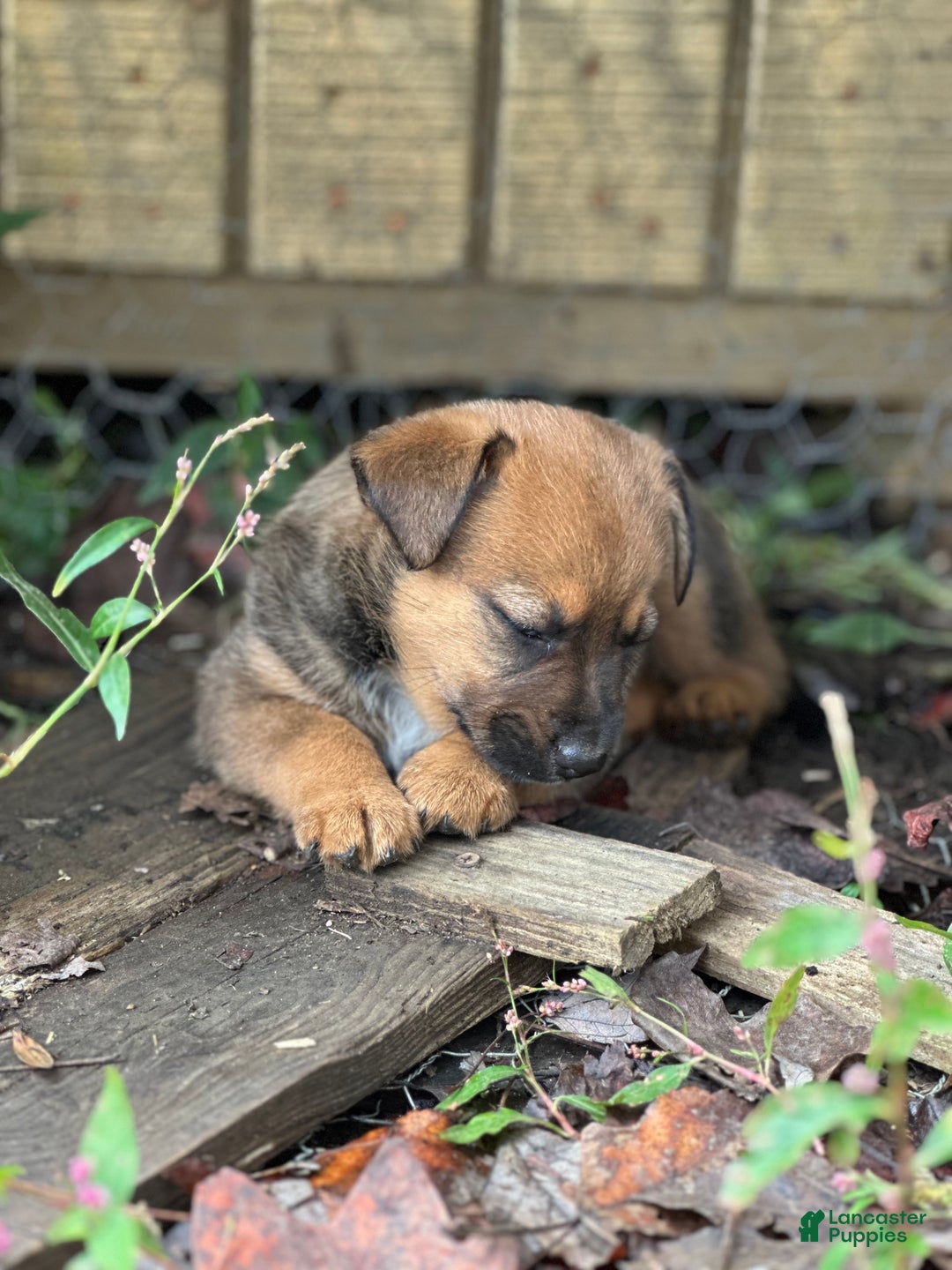 Mixed Breed dogs for sale: Bear - Ad 3