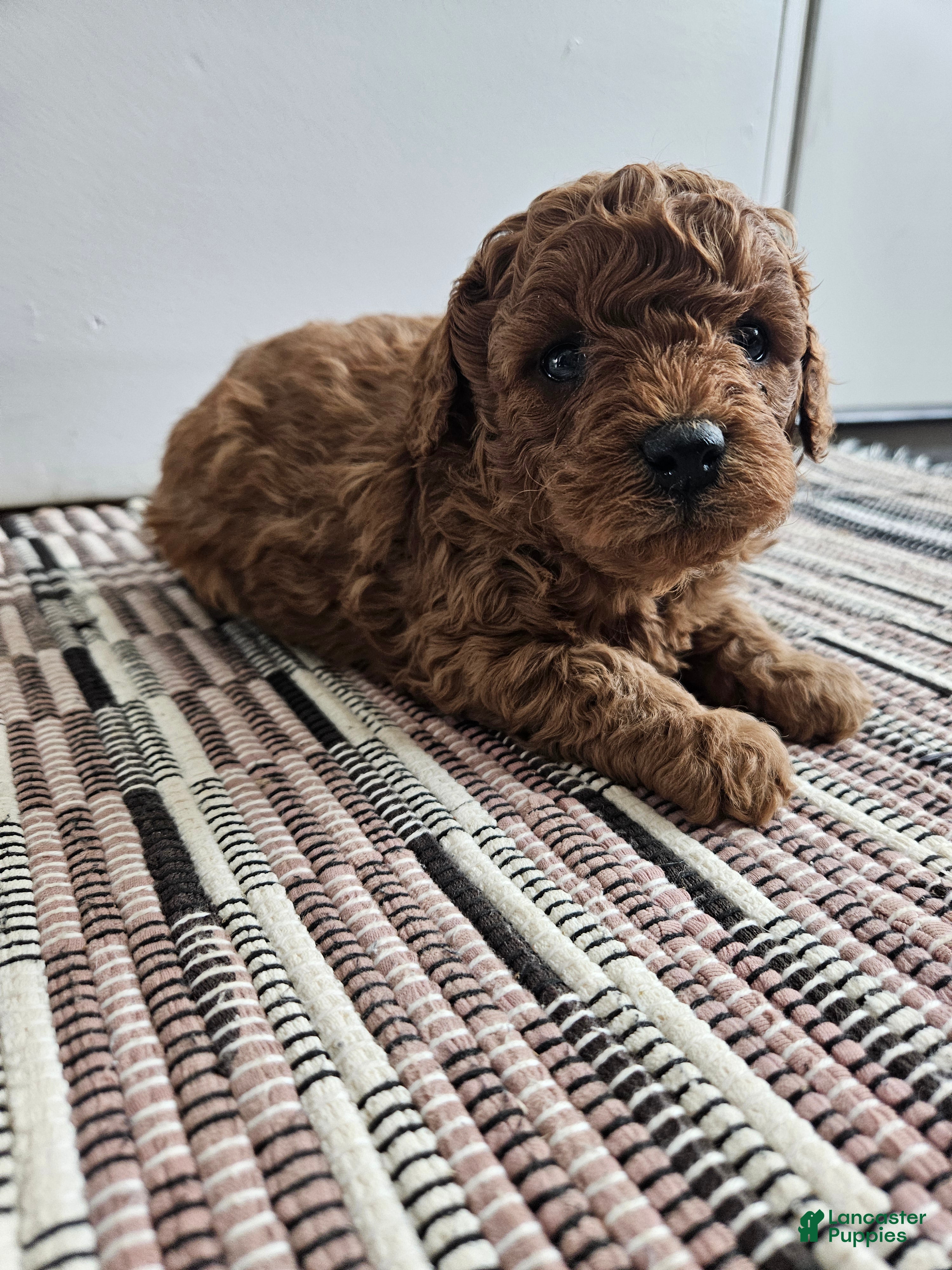 Cavapoo dogs Storm - Ad 16