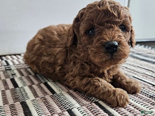 Cavapoo dogs Storm - Ad 24