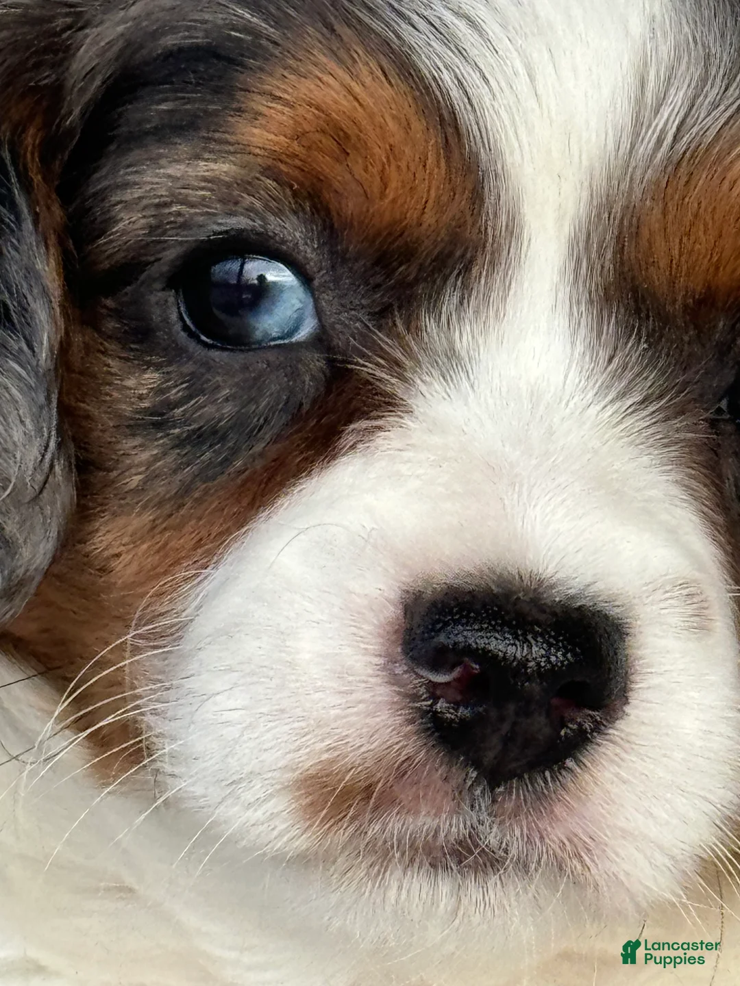 Cavapoo dogs for sale: Emmy - Ad 3