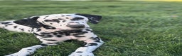 Dalmatian dogs for sale: Lila - Ad 3