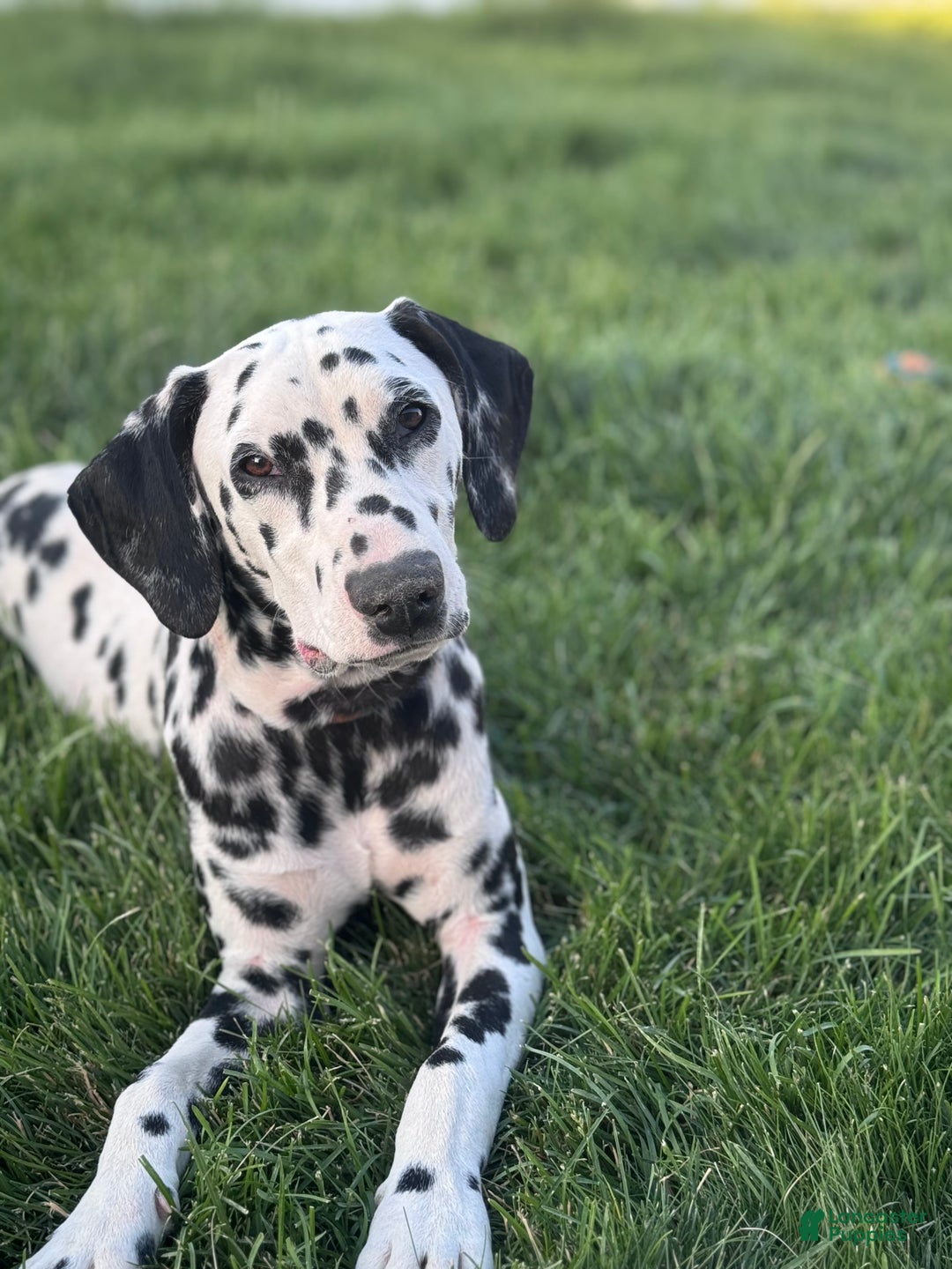 Dalmatian dogs for sale: Lila - Ad 3