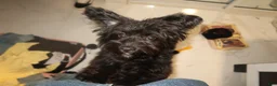 Pomapoo dogs for sale: Pomapoo 1 - Ad 5