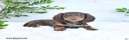 Miniature Dachshund dogs for sale: Mandy - Ad 2
