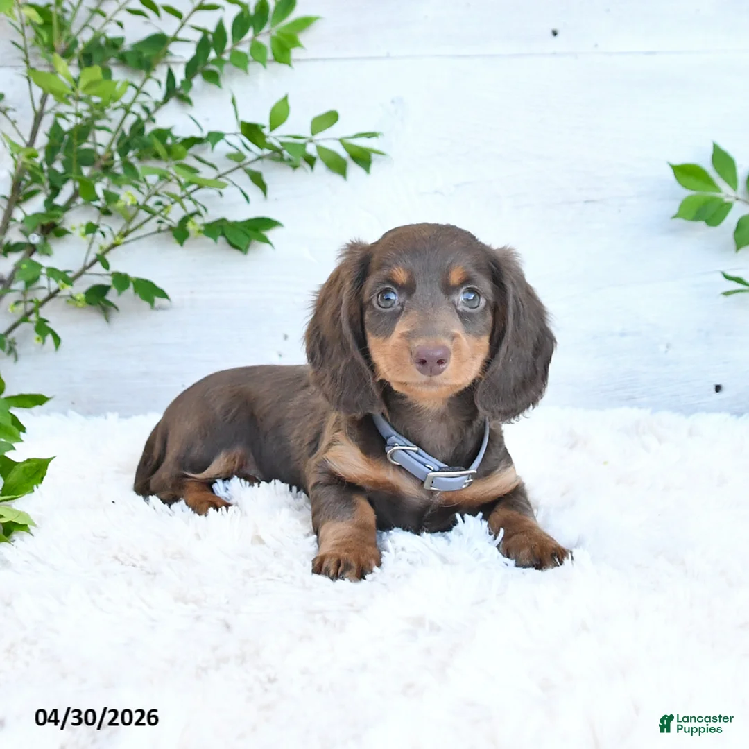 Miniature Dachshund dogs for sale: Mandy - Ad 2