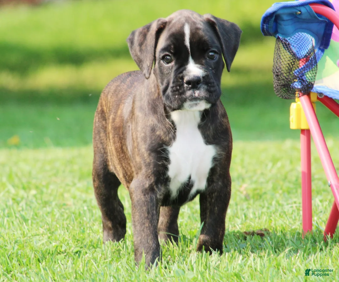 Boxer dogs for sale: Honey  - Ad 2