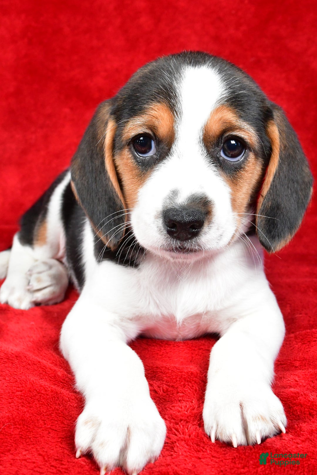 Beagle dogs for sale: Anita - Ad 4