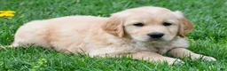 Golden Retriever dogs for sale: Diesel - Ad 4