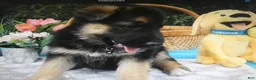 German Shepherd dogs for sale: German Shepherd 4 Roxy - Ad 2