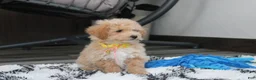 Bichpoo dogs for sale: Rolo - Ad 10