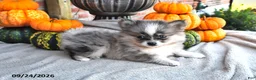 Pomsky dogs for sale: Tucker - Ad 3