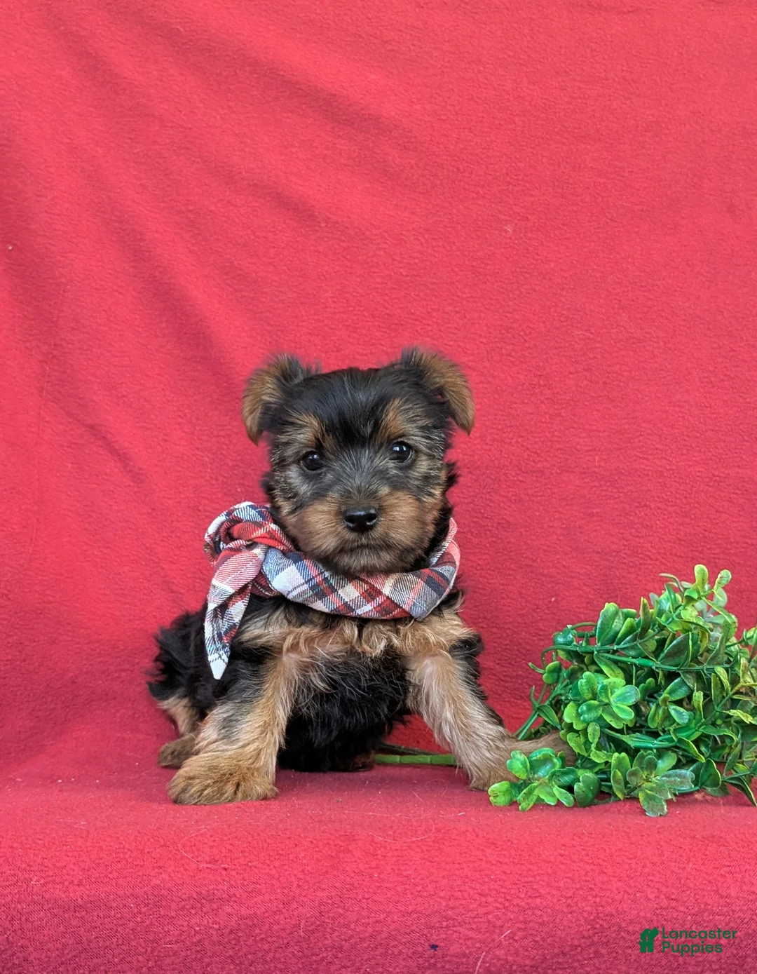 Yorkshire Terrier dogs for sale: Kennedy - Ad 8