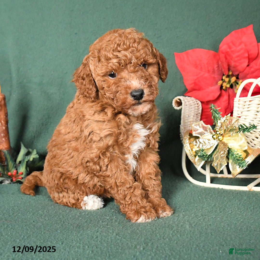 Labradoodle dogs for sale: Vance - Ad 4