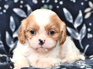 Mixed Breed dogs Buster - Ad 38