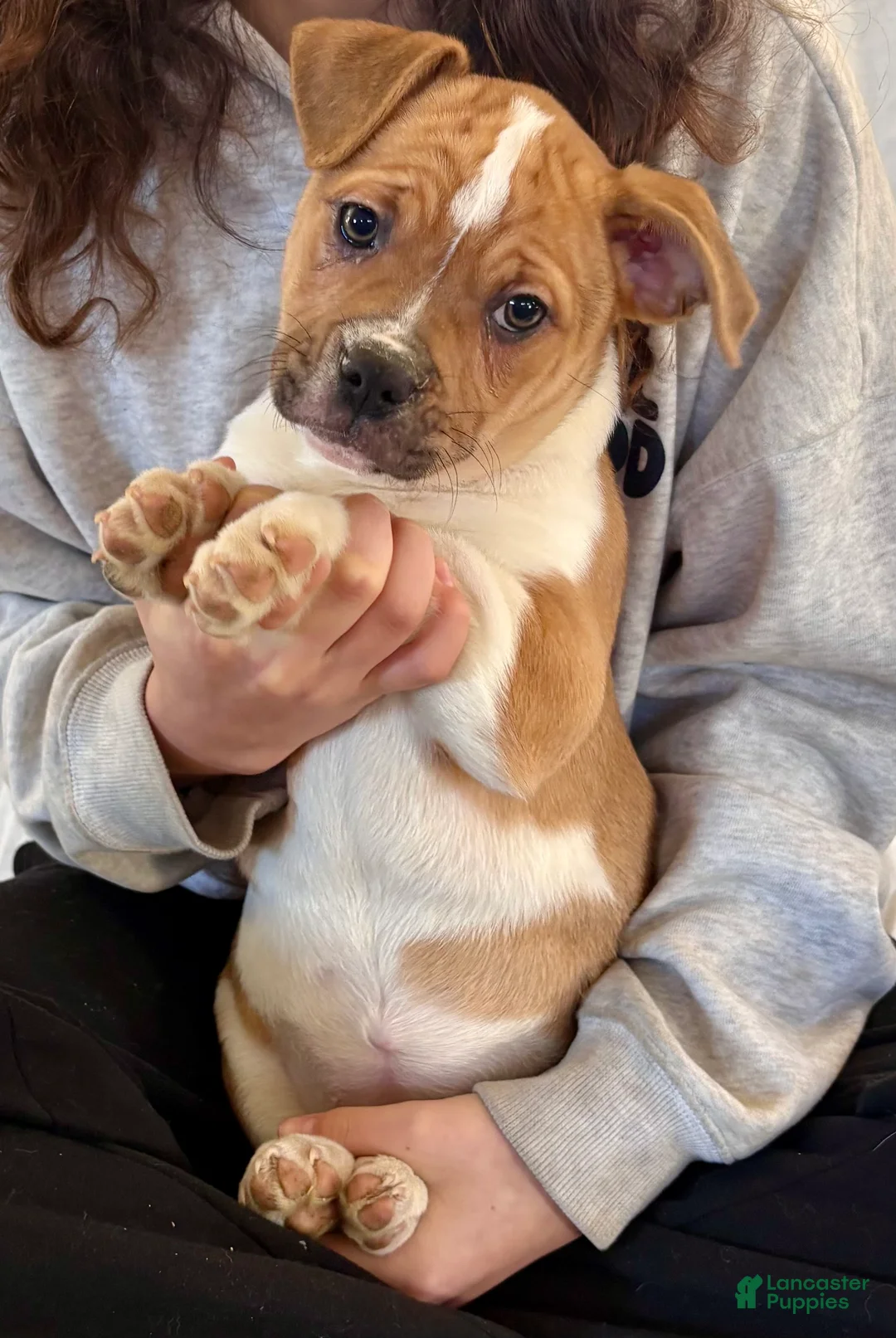 American Bulldog dogs for sale: American Bulldog Puppy 7 - Ad 1