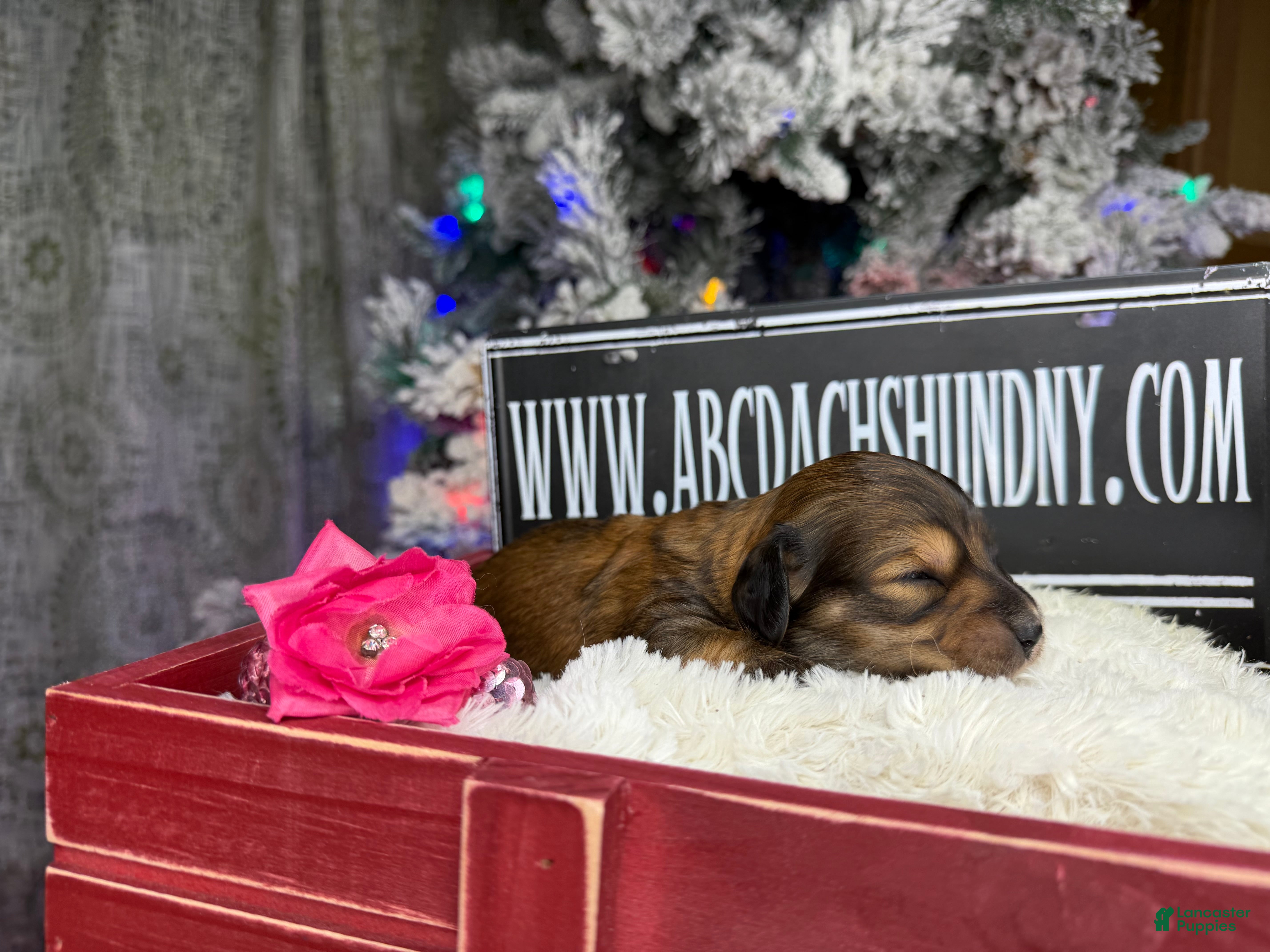 Miniature Dachshund dogs Shaded red - Ad 12