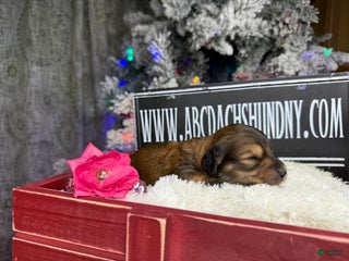 Miniature Dachshund dogs Shaded red - Ad 18