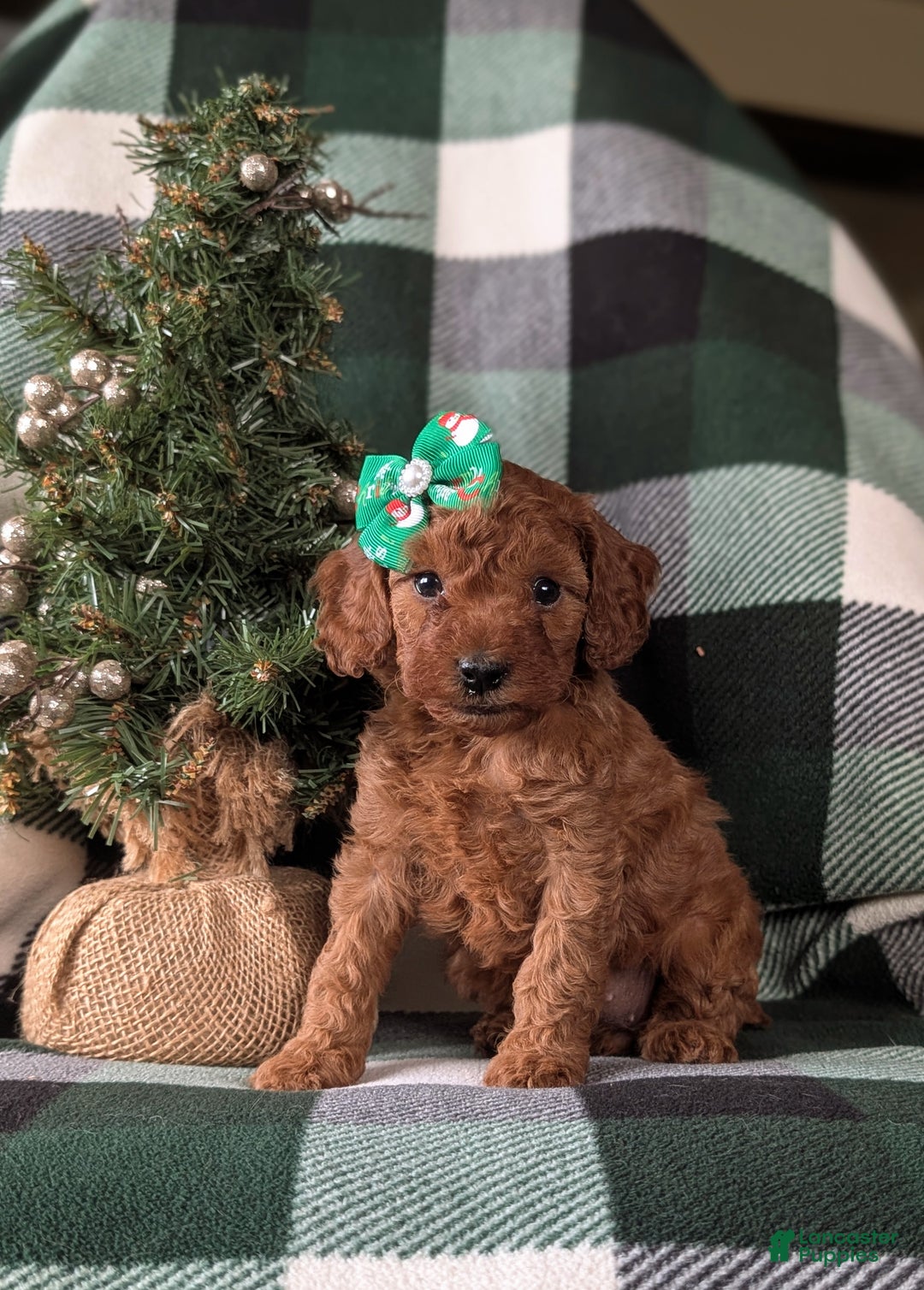 Cavapoo dogs for sale: Carla Hypoallergenic - Ad 2