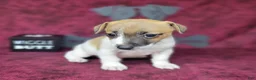 Jack Russell Terrier dogs for sale: Rebel DELIVERY AVAILABLE  - Ad 4