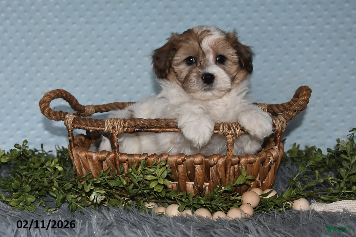 Havapoo dogs Enzo - Ad 5