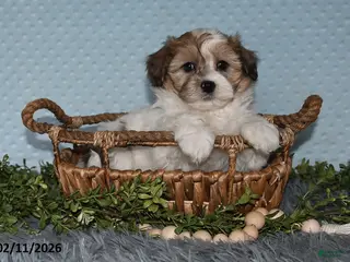 Havapoo dogs Enzo - Ad 5