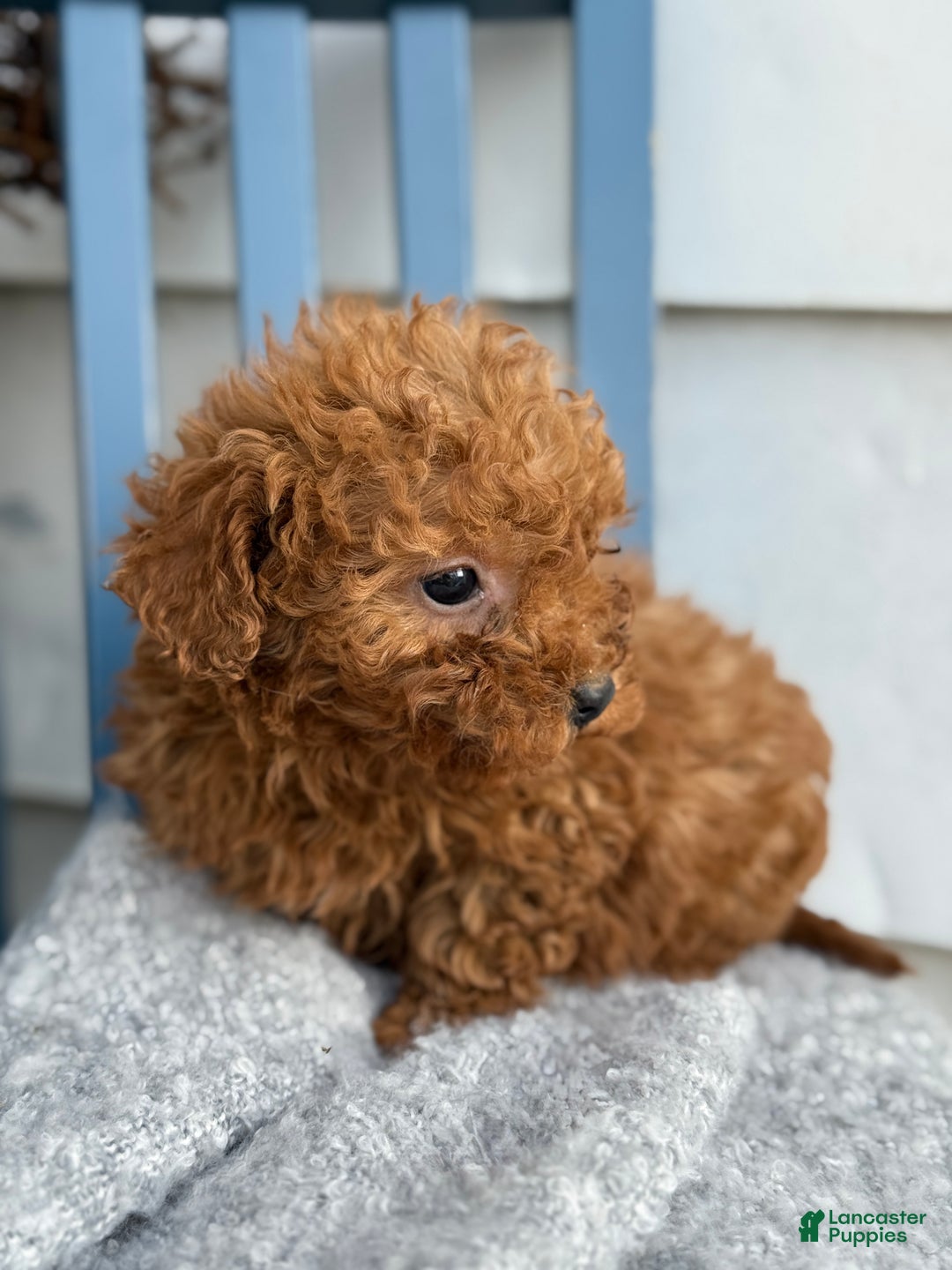Toy Poodle dogs for sale: Otis - Ad 9