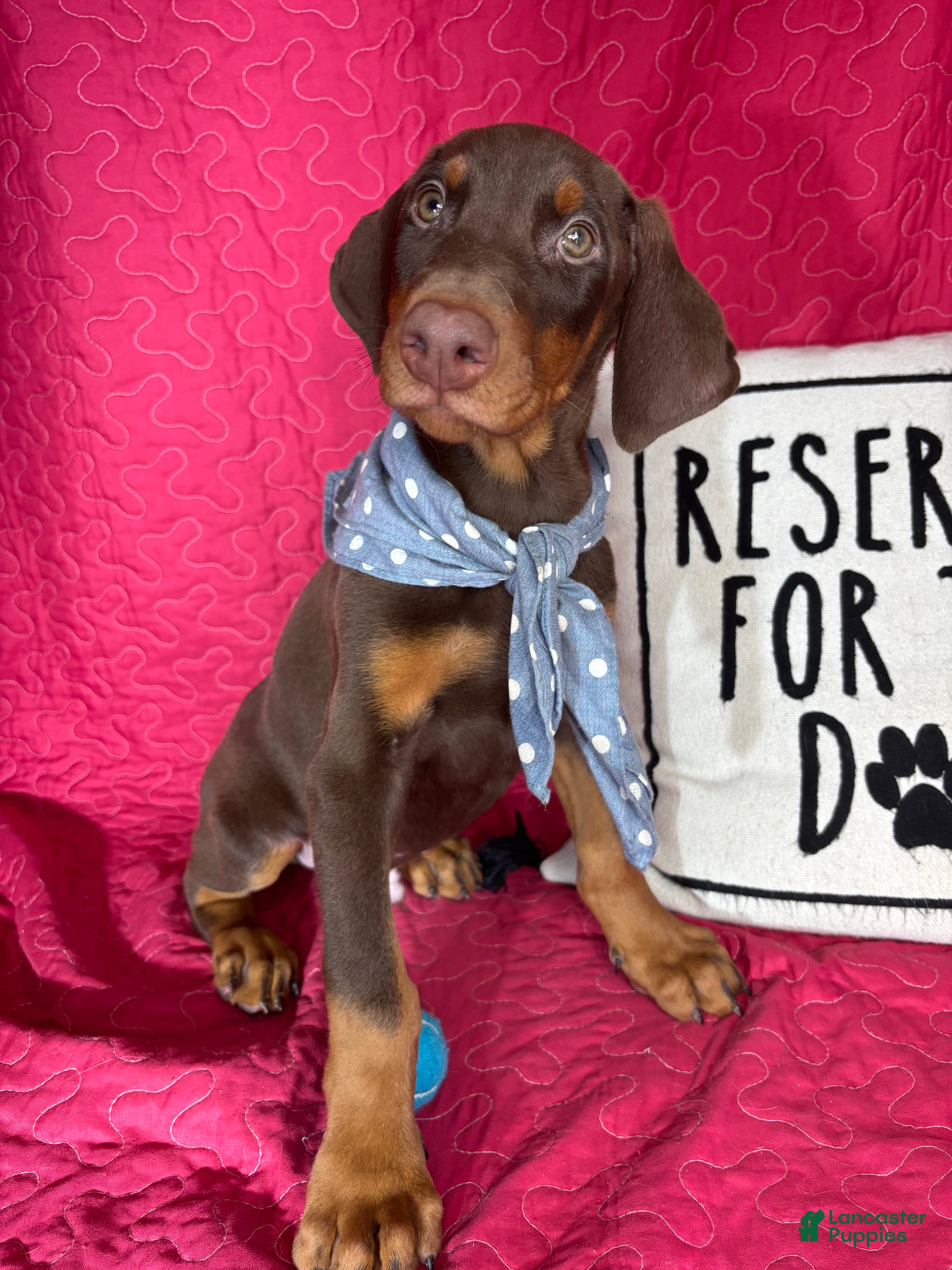 Doberman Pinscher dogs Duke - Ad 32
