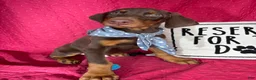 Doberman Pinscher dogs for sale: Duke - Ad 4