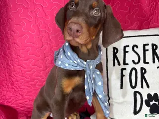 Doberman Pinscher dogs Duke - Ad 32