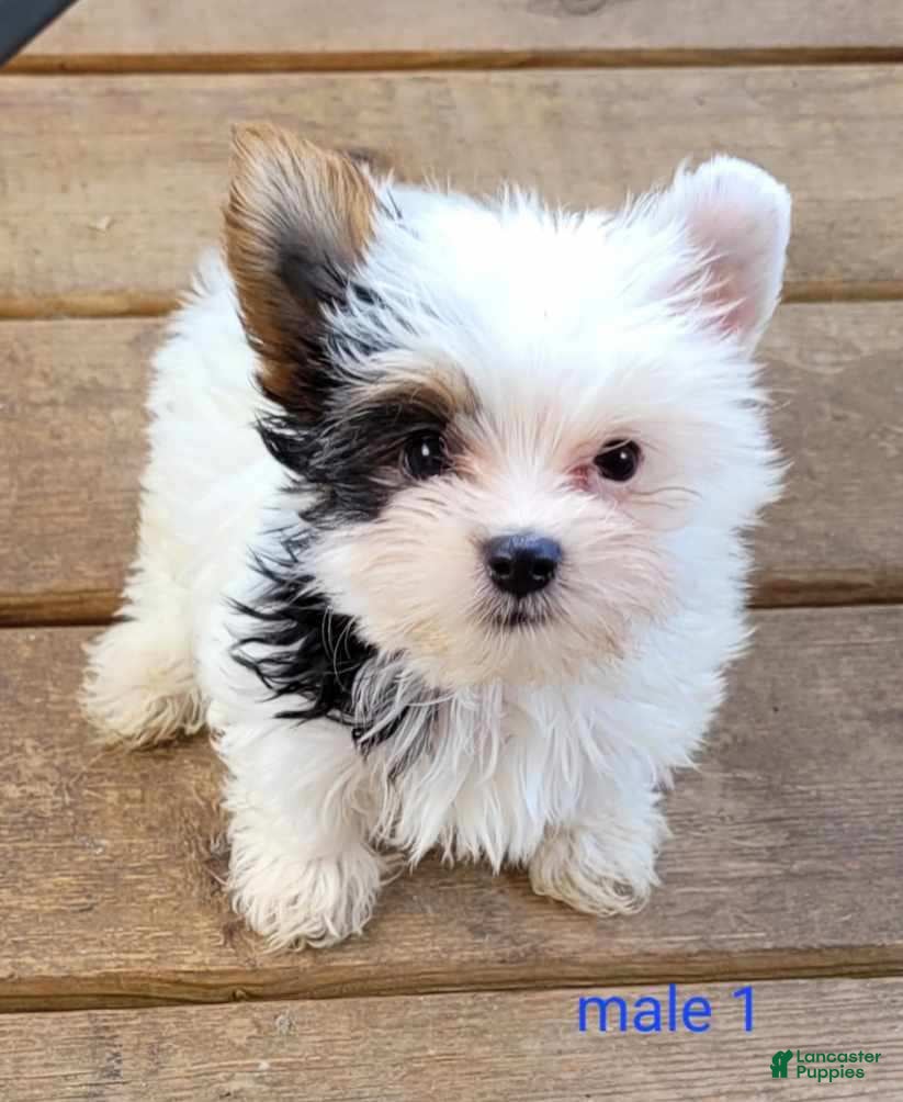 Yorkshire Terrier dogs Willie - Ad 1