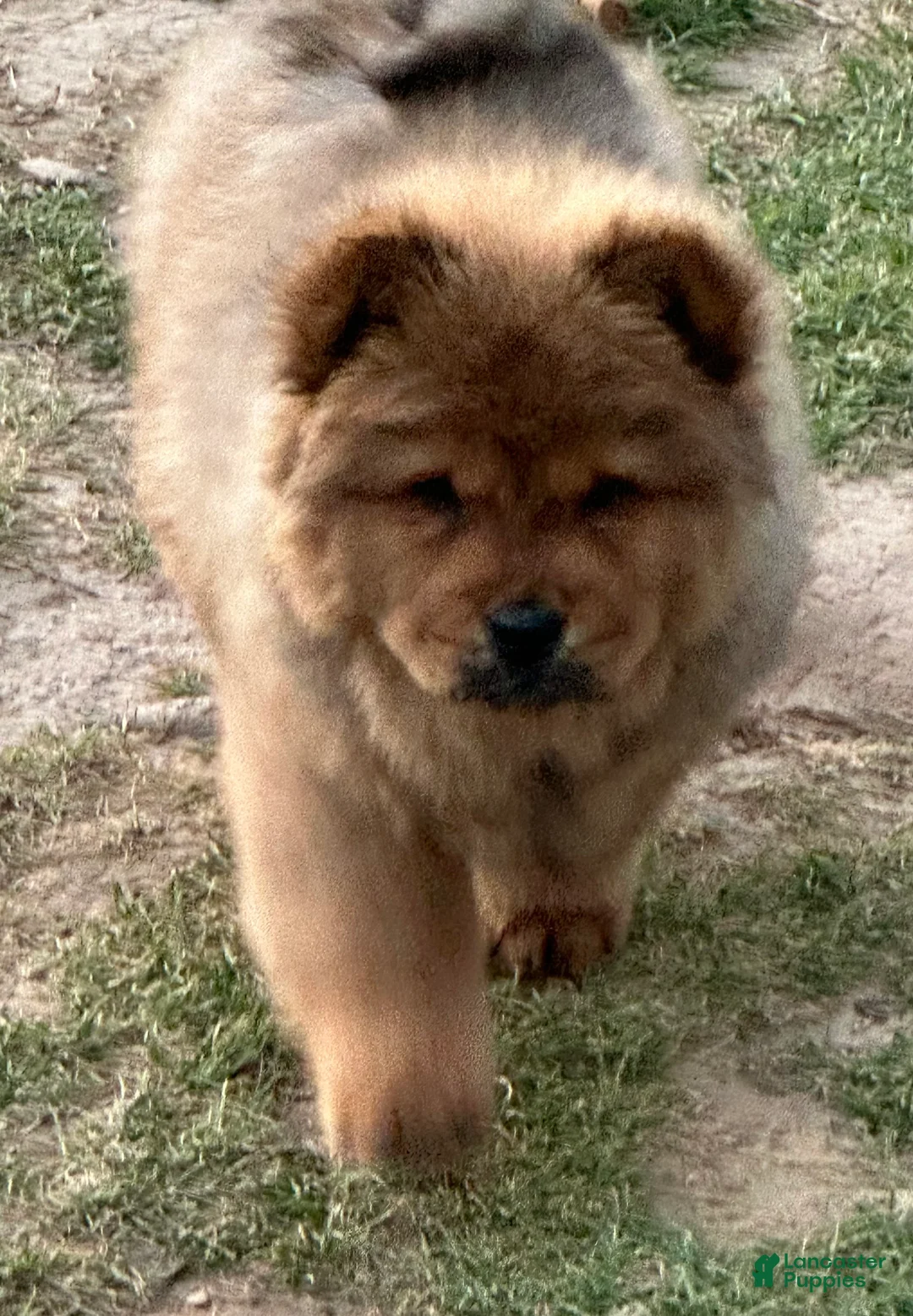 Chow Chow dogs for sale:  Nala - Ad 2