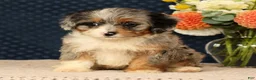 Mini Bernedoodle dogs for sale: Gwen - Ad 9