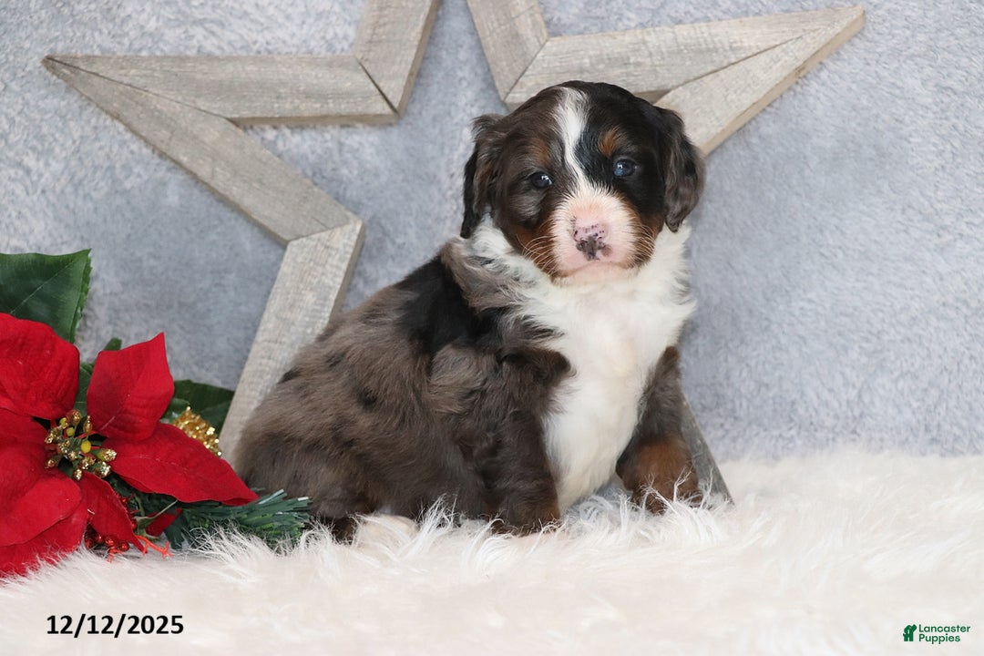 Mini Bernedoodle dogs for sale: Brady - Ad 2