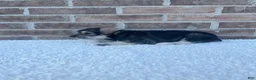 Miniature Schnauzer dogs for sale: Sadie - Ad 3