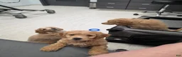 Mini Goldendoodle dogs for sale: Mini Goldendoodle 3 - Ad 15