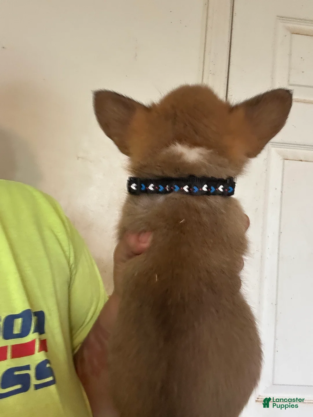 Welsh Corgi Pembroke dogs for sale: Black - Ad 2