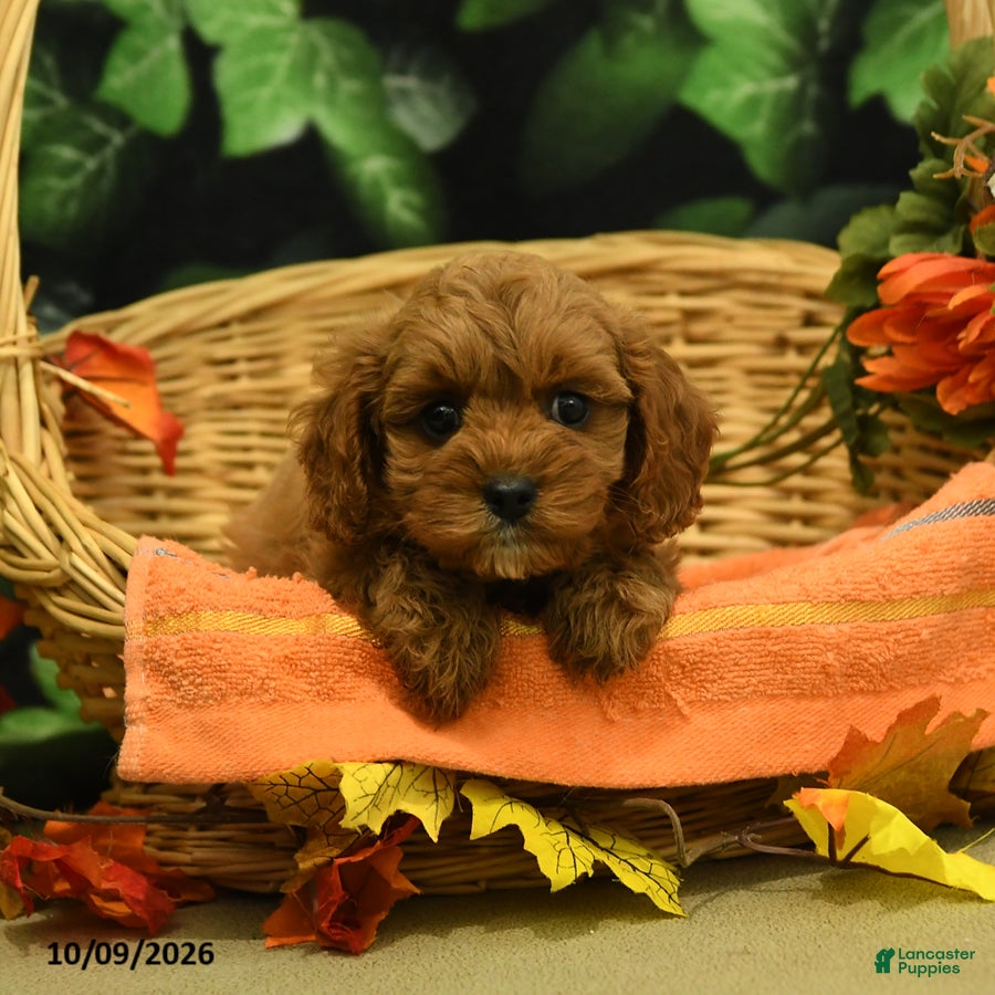 Nutmeg (Cavapoo, Male) in New Holland, PA