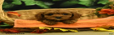 Nutmeg