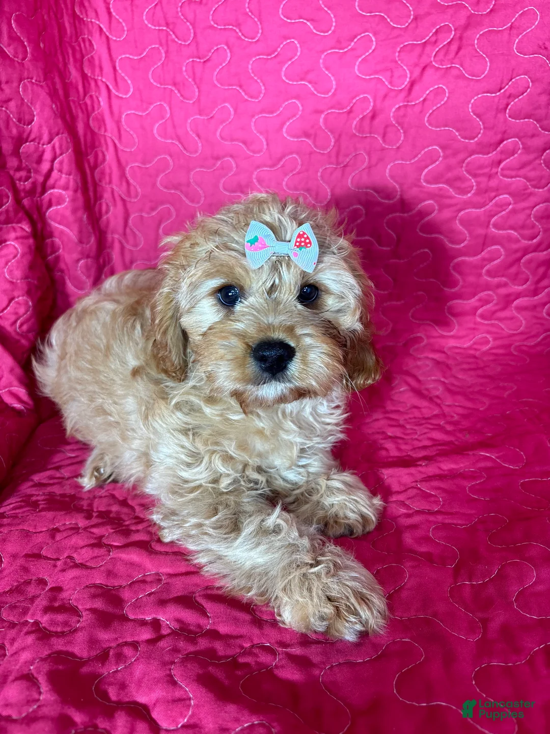 Cavapoo dogs for sale: Monica - Ad 4