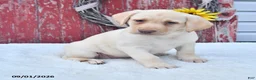 Labrador Retriever dogs for sale: Haley - Ad 3